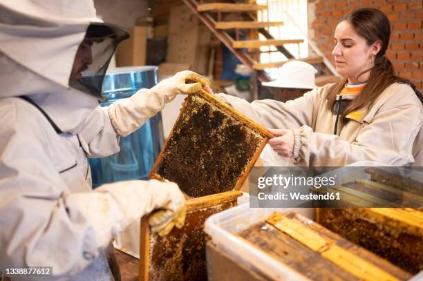 male and female beekeepers working with beehives in shed - apiary stock pictures, royalty-free photos & images