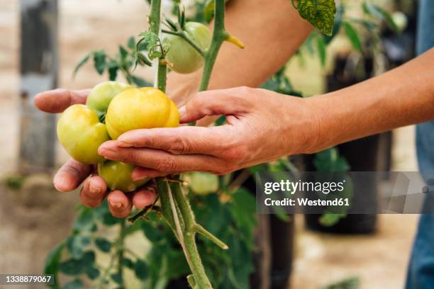 female agriculture worker checking yellow tomatoes in greenhouse - イエロートマト ストックフォトと画像