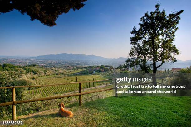 valgiano, lucca - tuscany, italy - boxwood stock pictures, royalty-free photos & images