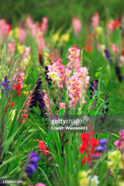 colorful gladiolus flowers blooming in spring - gladiolus stock pictures, royalty-free photos & images
