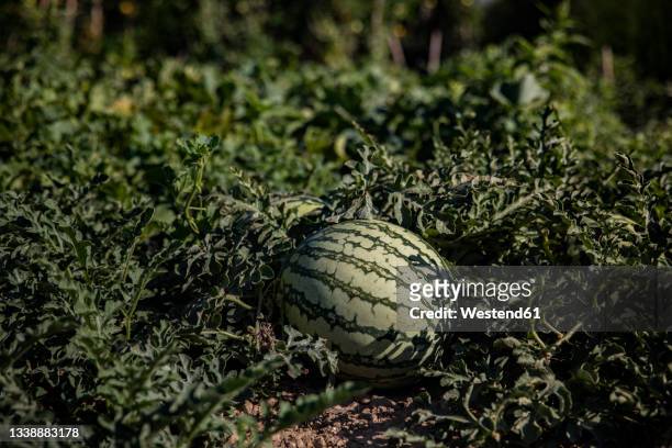 10,904 Watermelon Plant Photos and Premium High Res Pictures - Getty Images