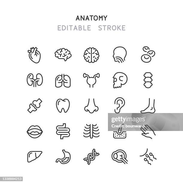 ilustrações, clipart, desenhos animados e ícones de ícones da linha de anatomia humana traçado editável - membro parte do corpo