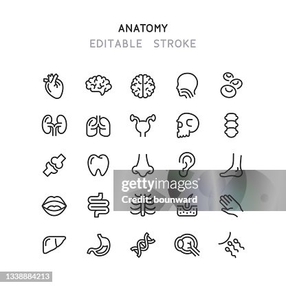 Human Anatomy Line Icons Editable Stroke Human Anatomy Line Icons Editable Stroke
