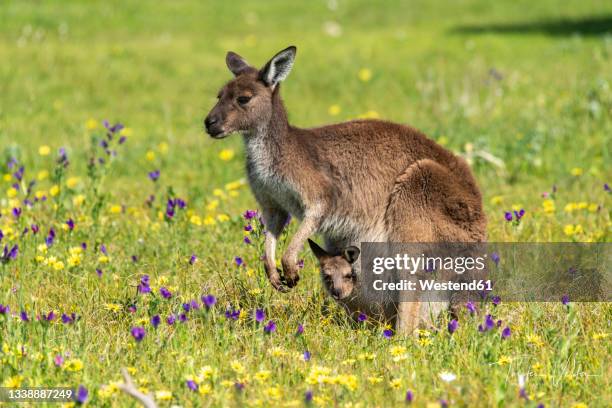 mother kangaroo standing in springtime meadow with young in pouch - cria de canguru imagens e fotografias de stock