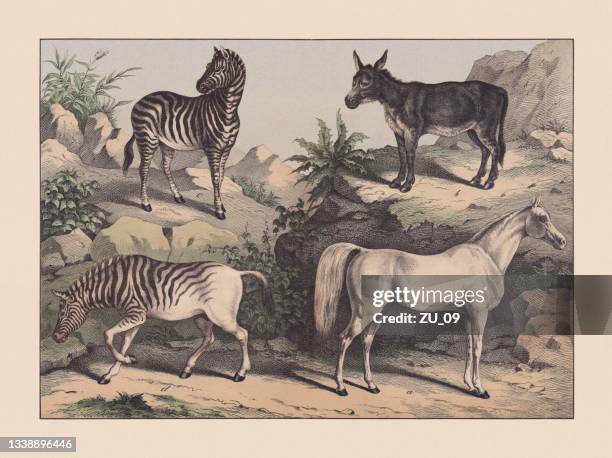 huftiere mit ungeraden zehen (perissodactyla), handkolorierter chromolithograph, veröffentlicht 1869 - grautier pferdeartige stock-grafiken, -clipart, -cartoons und -symbole