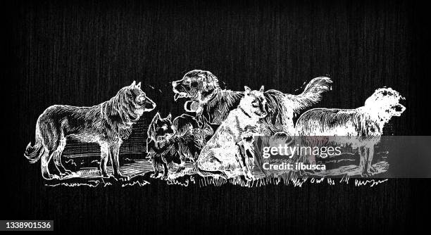 antique old french engraving illustration: dogs - multiple dogs stock illustrations