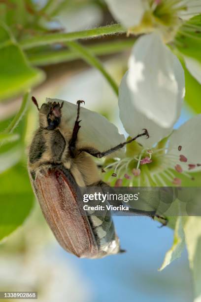 cockchafer beetle (june bug) on a blossoming tree - apple blossom stock pictures, royalty-free photos & images