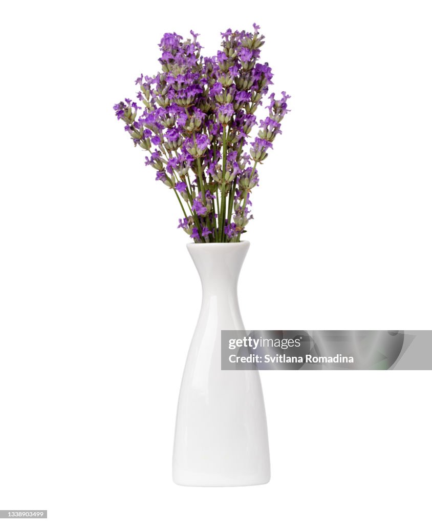 Fresh lavender bouquet against white