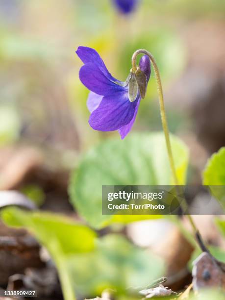 close-up of purple wood violet flowers among blurred background in spring forest - viola odorata stock pictures, royalty-free photos & images