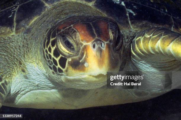 Green Sea Turtle Hal Beral Photos and Premium High Res Pictures - Getty ...