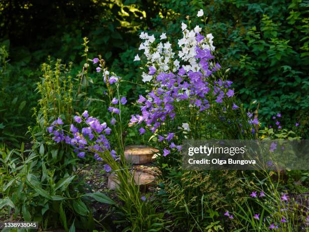Campanula latifolia in garden. Giant bellflower, species of bellflower in the family Campanulaceae.
