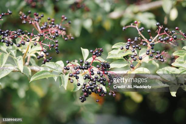 ripening elderberries on a branch - elderberry stock-fotos und bilder