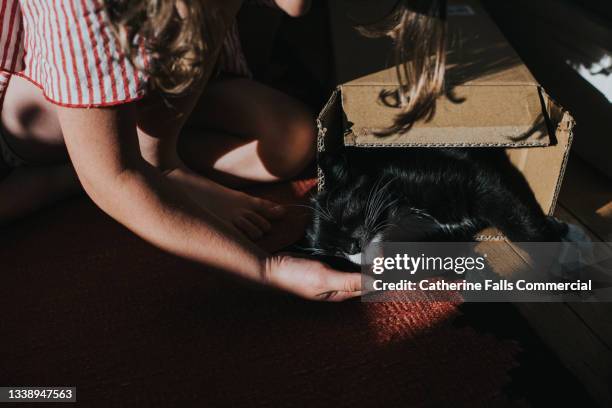 a child gently strokes a sleeping kittens chin as he naps inside a cardboard box - cat box foto e immagini stock