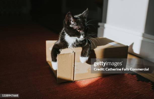 kitten sits on a cardboard box - cat box stock pictures, royalty-free photos & images