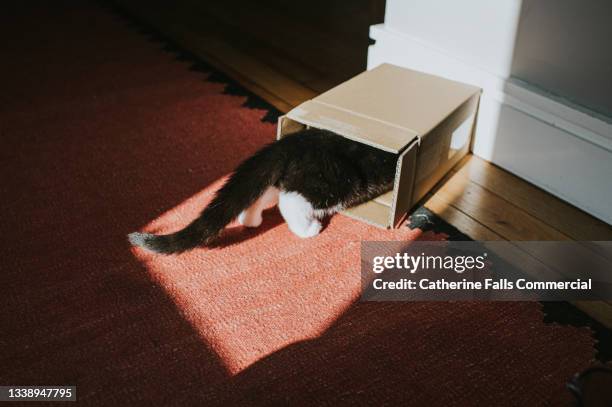 a curious kitten crawls into a small cardboard box - cat box foto e immagini stock