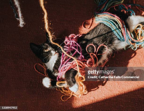 a cute black and white kitten plays with a ball of multicolour wool, getting himself and the yarn tied in knots. he looks intently at a long string that hangs in the foreground. - wool ball foto e immagini stock