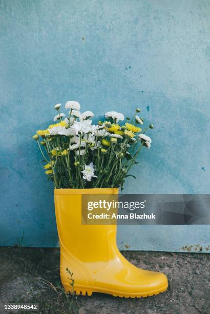 autumun seasonal card. yellow rubber rain boot with bunch of fall yellow and white chrysanthemum flowers in bright day light outdoors. vintage blue background. - rubber photos et images de collection