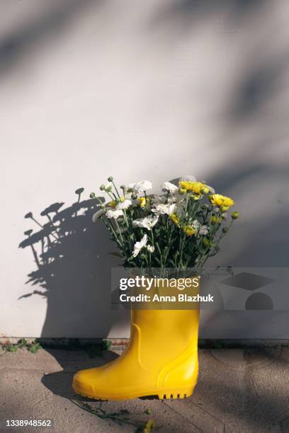 autumun seasonal card. yellow rubber rain boot with bunch of fall yellow and white chrysanthemum flowers in bright day light outdoors. - wellington boot stockfoto's en -beelden