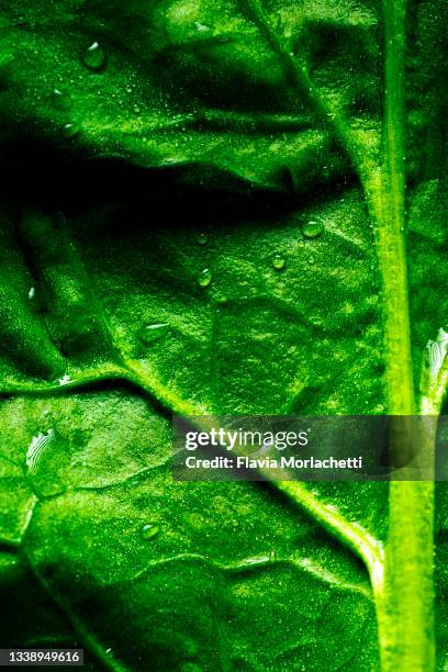 spinach leaf - spinach stock pictures, royalty-free photos & images