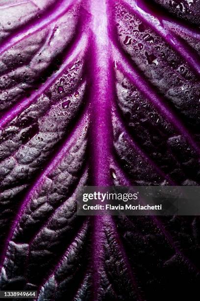 red cabbage leaf - red cabbage stock pictures, royalty-free photos & images