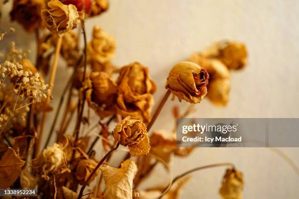 Yellow Dry Roses 16,946 Yellow Roses Stock Photos, High-Res Pictures, and Images - Getty ...