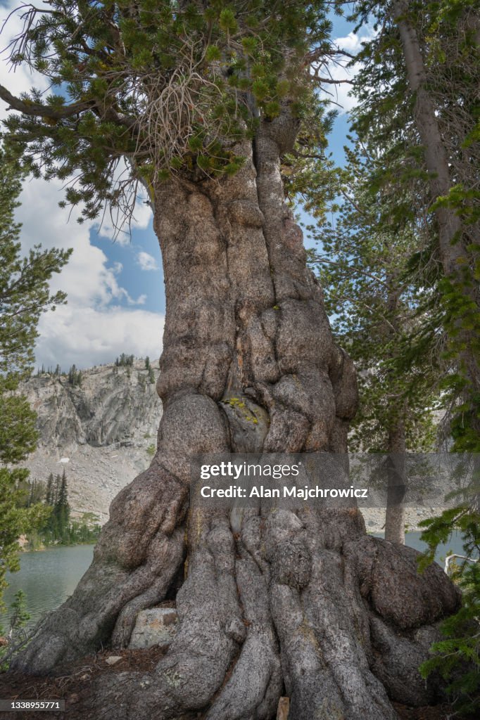 Gnarled old Whitebark Pine (Pinus albicaulis)