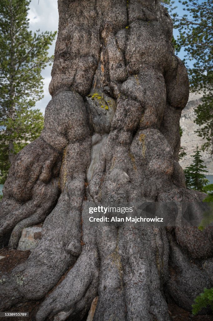 Gnarled old Whitebark Pine (Pinus albicaulis)