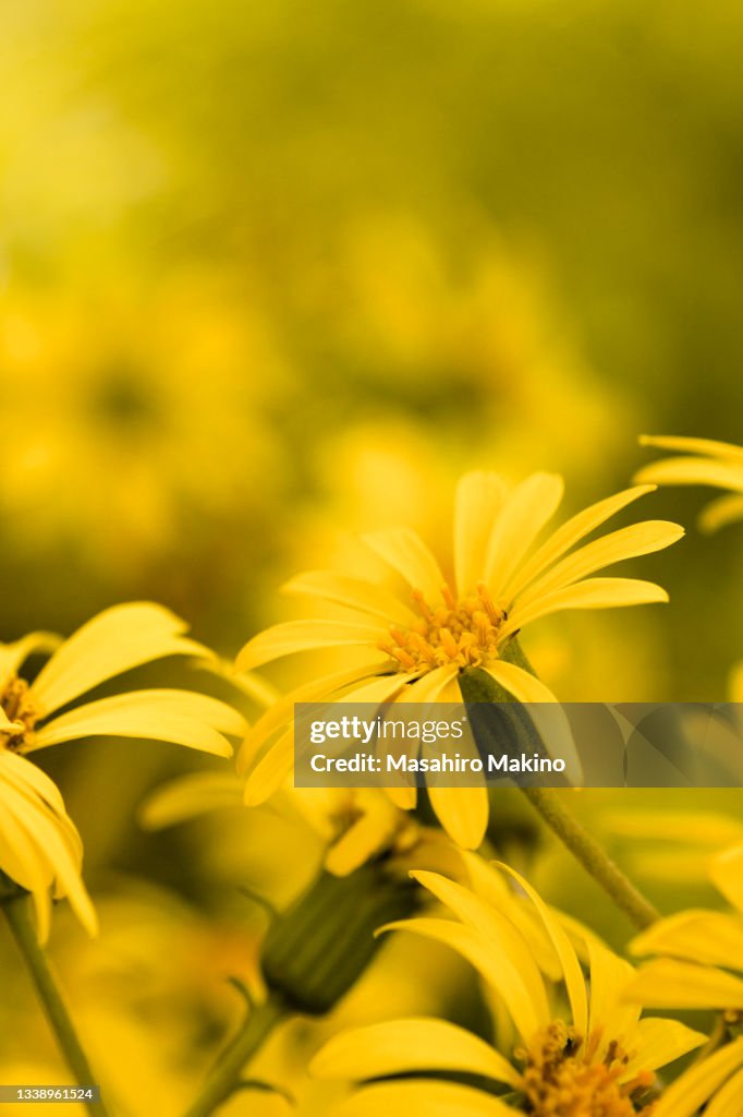 Oxeye, Heliopsis helianthoides