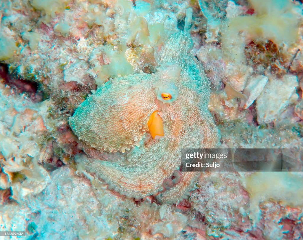 Mediterranean octopus