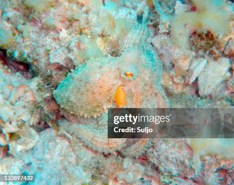 Mediterranean octopus Mediterranean octopus