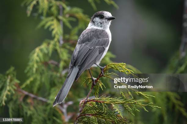 gray jay perched on a branch - perching stock pictures, royalty-free photos & images