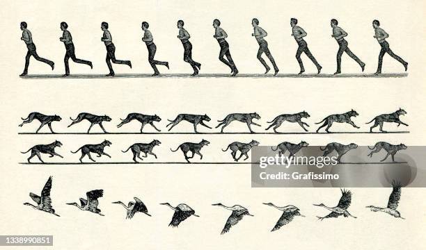stockillustraties, clipart, cartoons en iconen met motion studies of man running bird flying 1898 - studierende