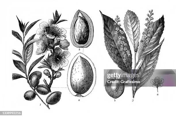 ilustrações de stock, clip art, desenhos animados e ícones de almond plant amygdalus communis illustration 1898 - amendoas