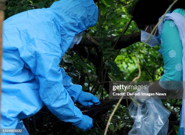 Kozhikode, India Officials deposit a bat into a Plastic bag after catching it on September 07, 2021 in Kozhikode, India. The Nipah virus is carried...