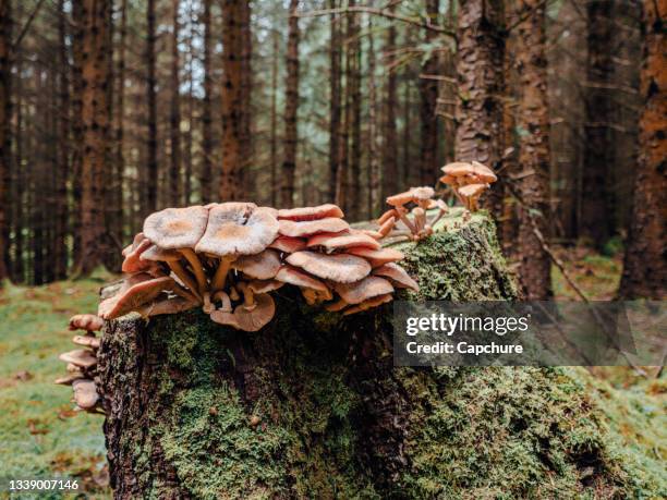 mushrooms and fungi growing in a moss covered forest. - lichen stock pictures, royalty-free photos & images