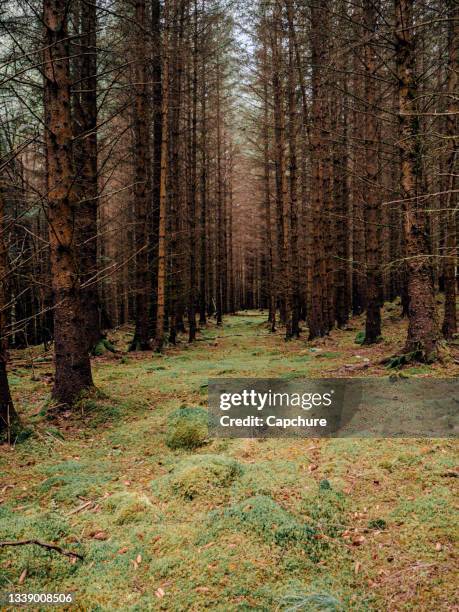 mystical forests and moss covered trees. - forest floor stock pictures, royalty-free photos & images
