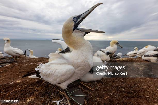 northern gannet - helgoland stockfoto's en -beelden