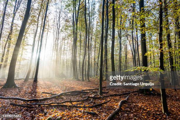backlit beech forest in autumn - forest stock-fotos und bilder