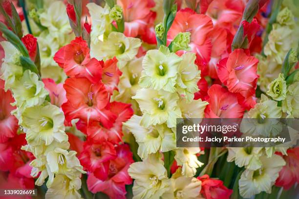 beautiful summer cream and red gladioli flowers also known as sword lillies - gladiolus stock pictures, royalty-free photos & images