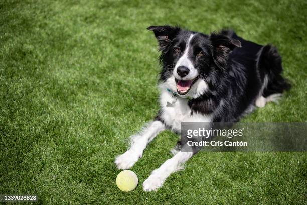 border collie lying on the grass with yellow ball - border collie foto e immagini stock