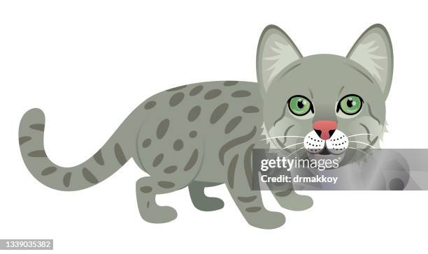 pampas cat - pampas grass stock illustrations