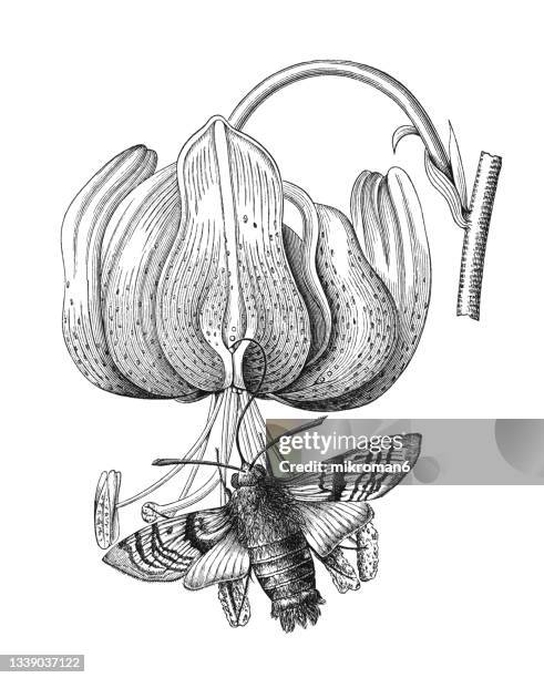 old engraved illustration of turk's cap lily (lilium martagon) pollinated by hummingbird hawk-moth (macroglossum stellatarum) - papillon de nuit photos et images de collection