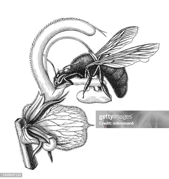 old engraved illustration of flowering sage (salvia aethiopis) pollinated by the violet carpenter bee (xylocopa violacea) - bee on flower white background stock pictures, royalty-free photos & images