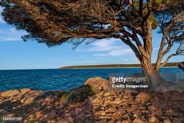 tree and  rocky coastline, bunker bay, dunsborough, western australia, australia - rotskust stockfoto's en -beelden