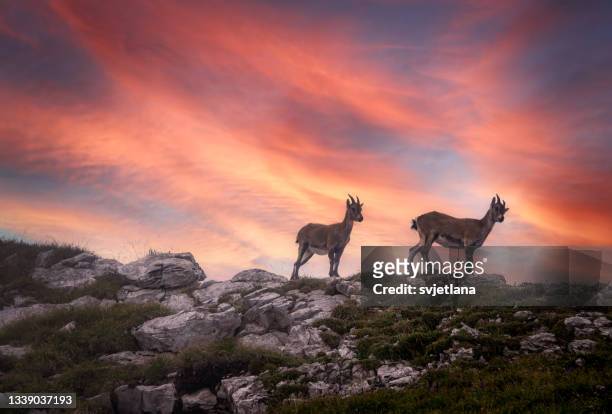 two goat kids standing in mountains at sunset, switzerland - swiss ibex stockfoto's en -beelden