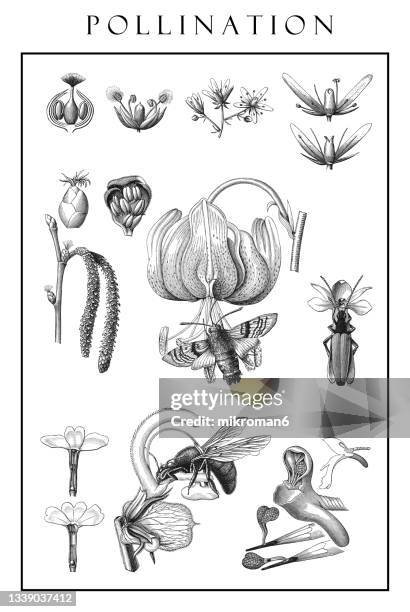 old engraved illustration of flower pollination - bee on flower white background stock pictures, royalty-free photos & images