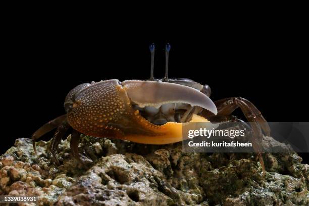 close-up of a fiddler crab on a rock with black background - winkerkrabbe stock-fotos und bilder