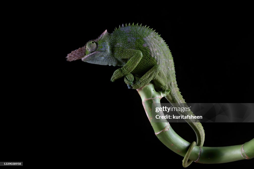 Close-up of a Fischer's Chameleon on a plant, Indonesia