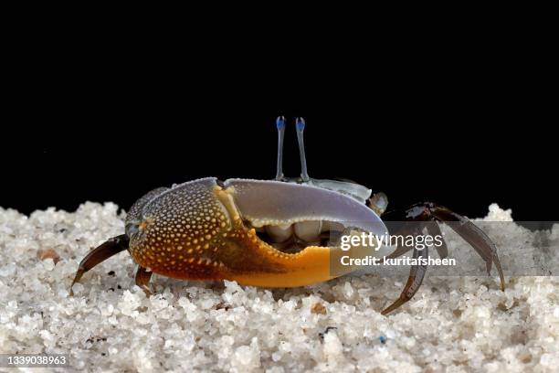 close-up of a fiddler crab on black background - winkerkrabbe stock-fotos und bilder
