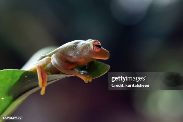 malayan tree frog on a leaf, indonesia - frog silhouette stock pictures, royalty-free photos & images